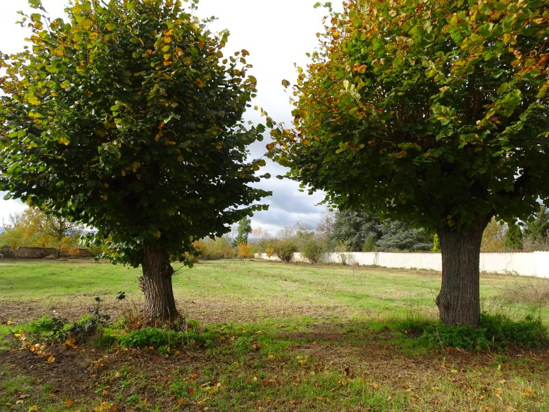autour des tilleuls