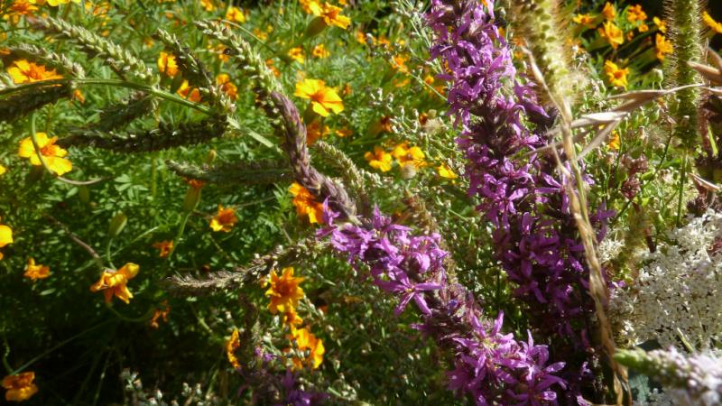 Les jardins de mon réel