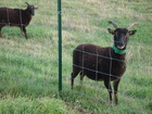 plaineenfeteensomme_dsc00030.jpg